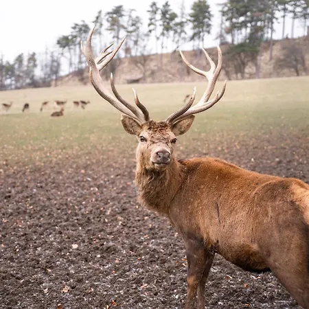 Tiny House S Vyhrivacim Koupacim Sudem