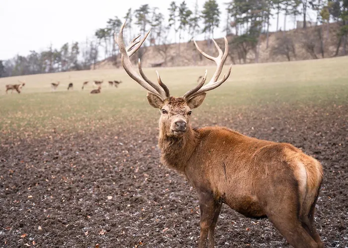 Tiny House S Vyhrivacim Koupacim Sudem